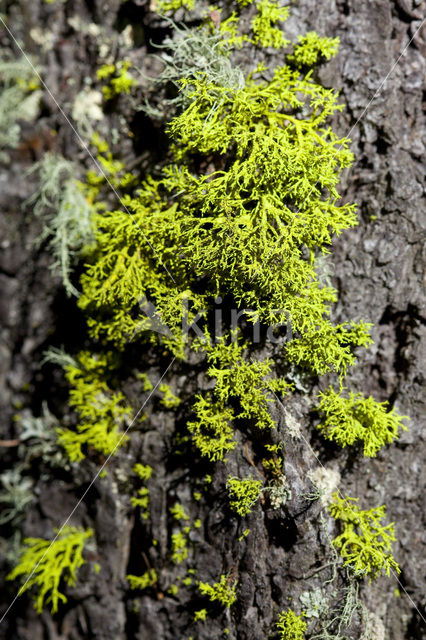 Wolf lichen (Letharia vulpina)