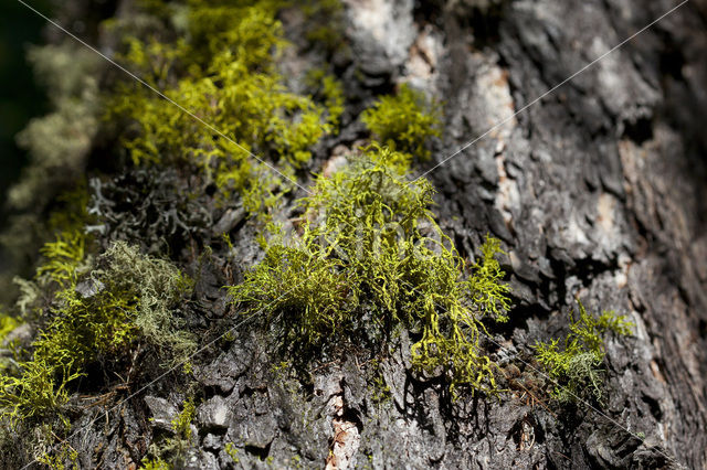 Wolf lichen (Letharia vulpina)