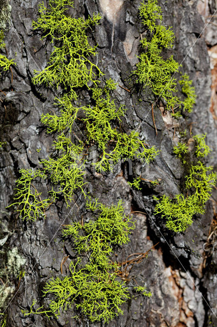 Wolf lichen (Letharia vulpina)