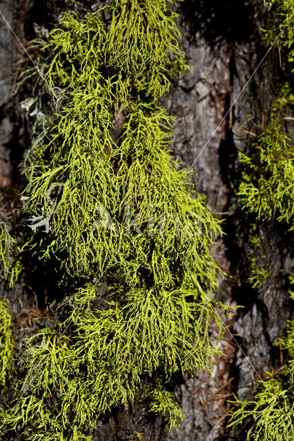 Wolf lichen (Letharia vulpina)