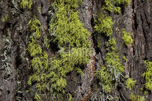 Wolf lichen (Letharia vulpina)