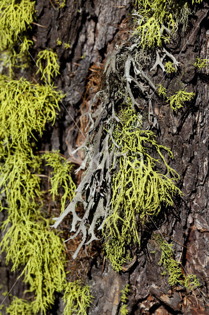 Wolf lichen (Letharia vulpina)