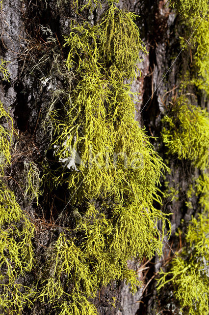 Wolf lichen (Letharia vulpina)