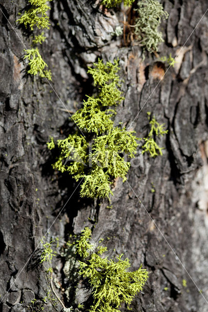 Wolf lichen (Letharia vulpina)