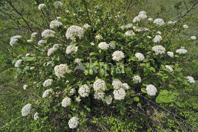 Wollige sneeuwbal (Viburnum lantana)