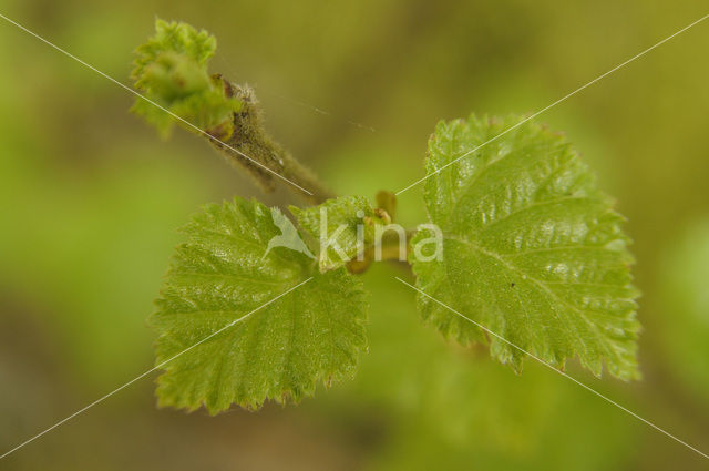 Zachte berk (Betula pubescens)