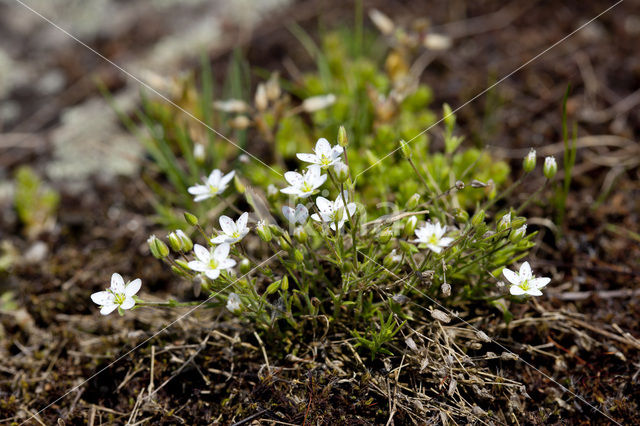 Zinkveldmuur (Minuartia verna)