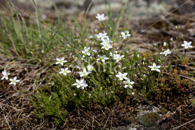 Zinkveldmuur (Minuartia verna)