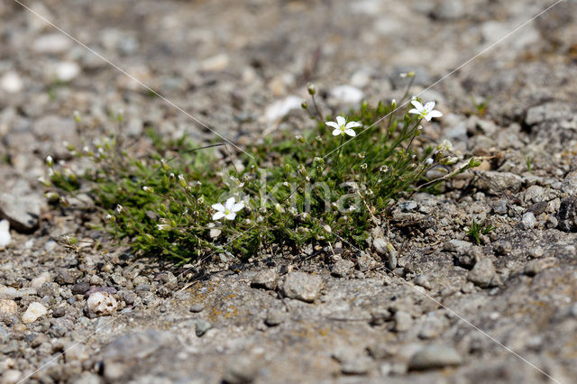 Zinkveldmuur (Minuartia verna)