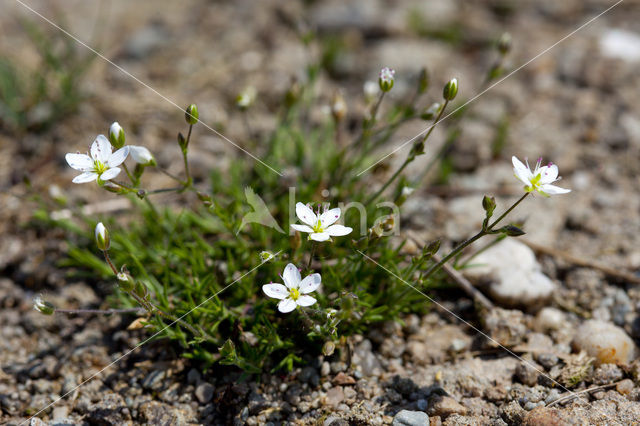 Zinkveldmuur (Minuartia verna)