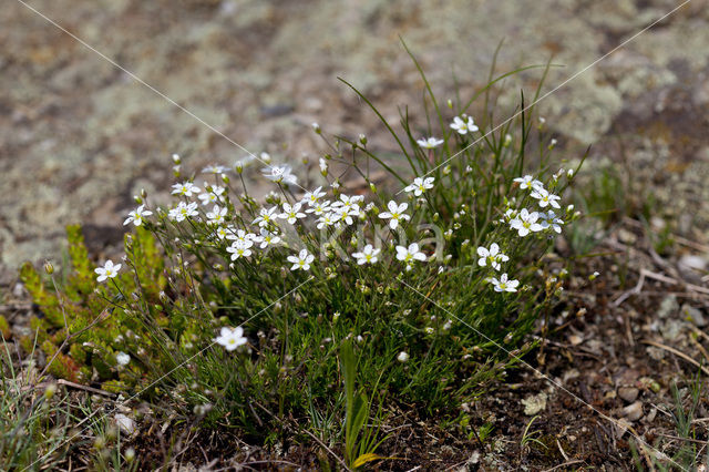 Zinkveldmuur (Minuartia verna)