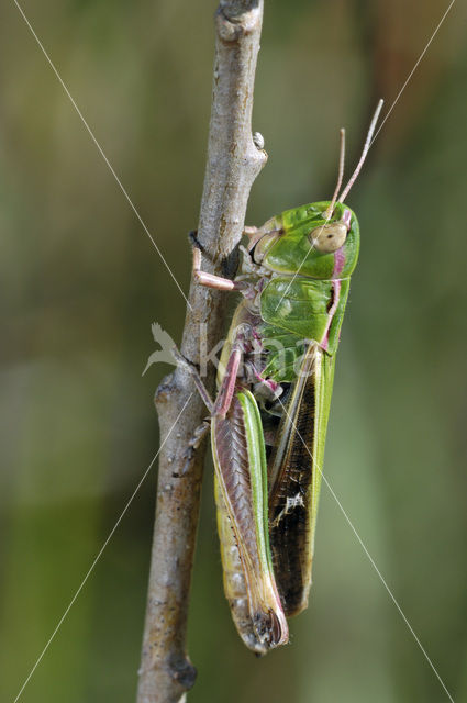 Zoemertje (Stenobothrus lineatus)