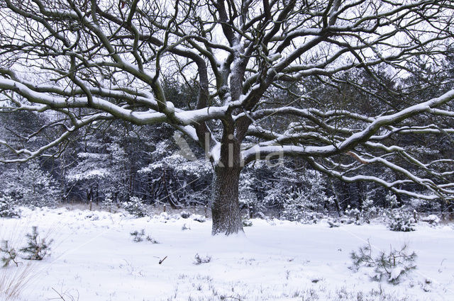 Zomereik (Quercus robur)