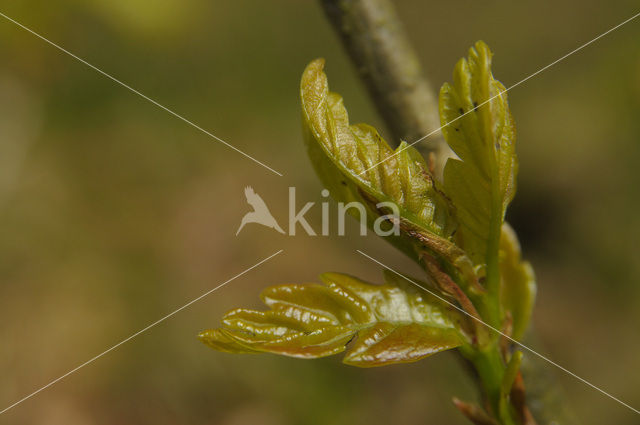 Zomereik (Quercus robur)