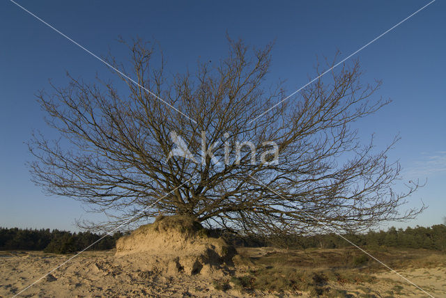 Zomereik (Quercus robur)