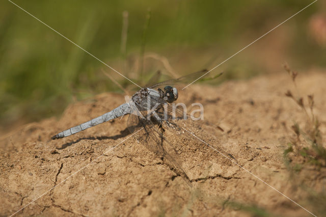 Zuidelijke oeverlibel (Orthetrum brunneum)