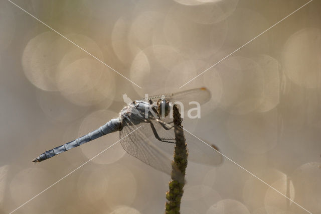 Zuidelijke oeverlibel (Orthetrum brunneum)