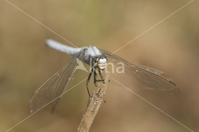 Zuidelijke oeverlibel (Orthetrum brunneum)