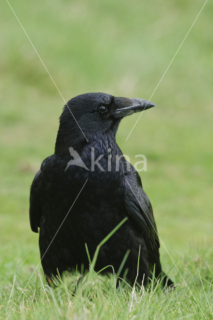 Zwarte Kraai (Corvus corone)