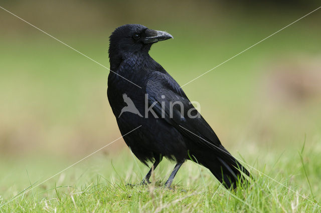 Carrion Crow (Corvus corone)