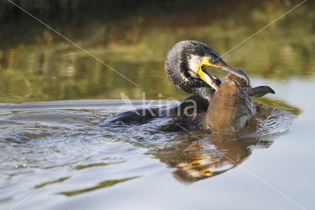 Aalscholver (Phalacrocorax carbo)