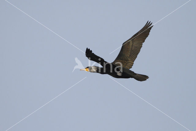 Aalscholver (Phalacrocorax carbo)