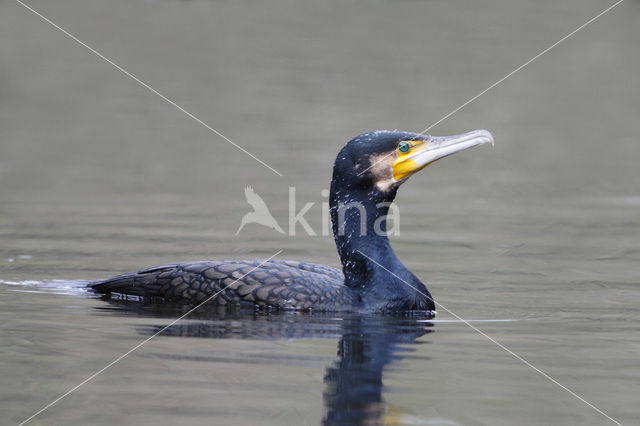 Aalscholver (Phalacrocorax carbo)