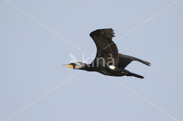 Aalscholver (Phalacrocorax carbo)