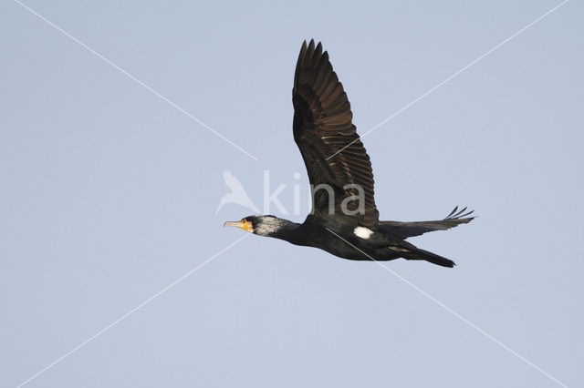 Great Cormorant (Phalacrocorax carbo)