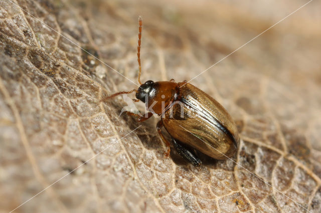 Aardappelaardvlo (Psylliodes affinis)