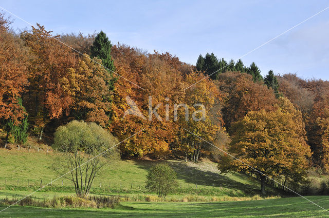 Ardennen