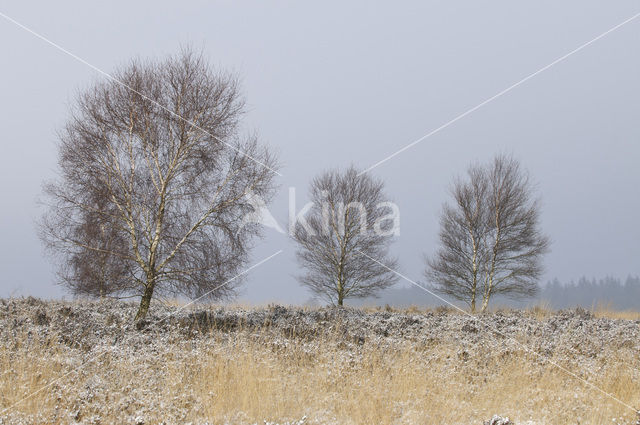 Berk (Betula)