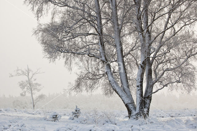 Berk (Betula)