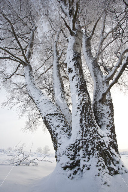 Berk (Betula)