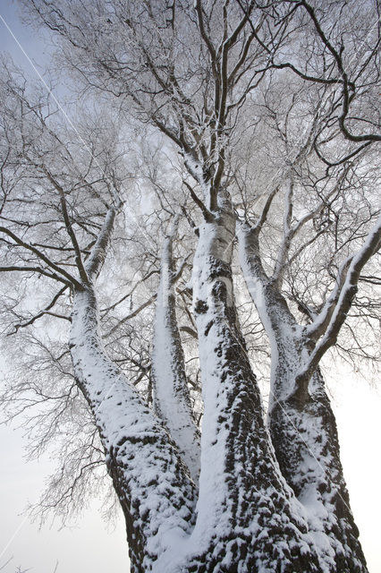 Berk (Betula)