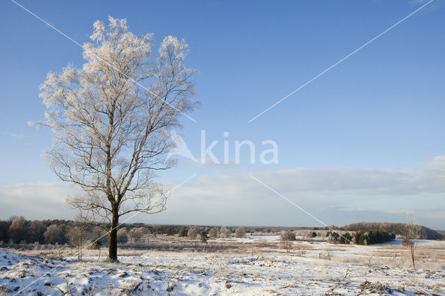 Berk (Betula)