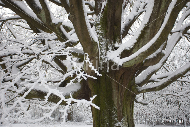 Beuk (Fagus sylvatica)