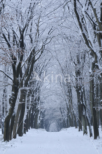 Beech (Fagus sylvatica)