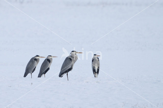 Blauwe Reiger (Ardea cinerea)