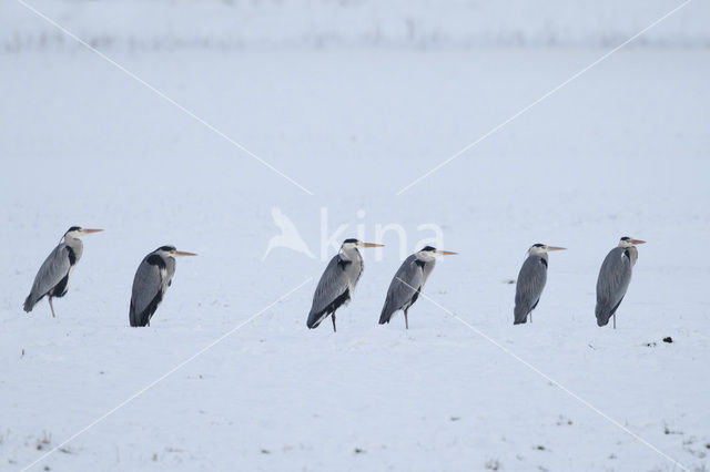 Blauwe Reiger (Ardea cinerea)