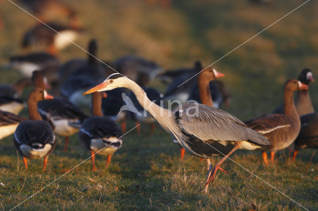 Blauwe Reiger (Ardea cinerea)