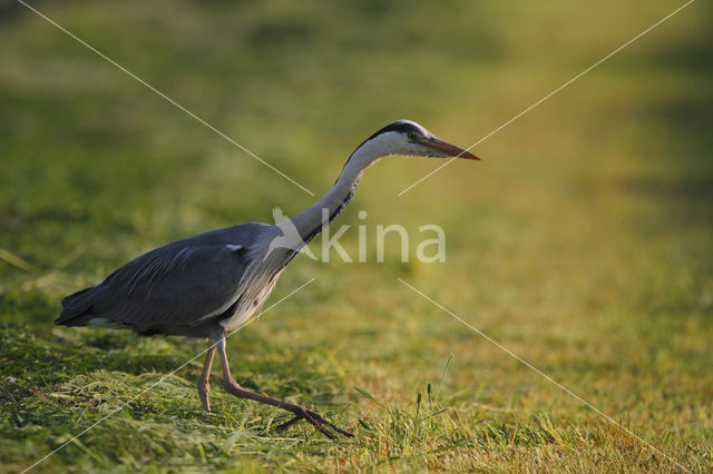 Blauwe Reiger (Ardea cinerea)