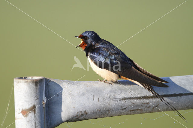 Boerenzwaluw (Hirundo rustica)