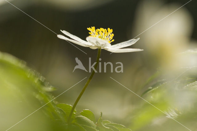 Bosanemoon (Anemone nemorosa)