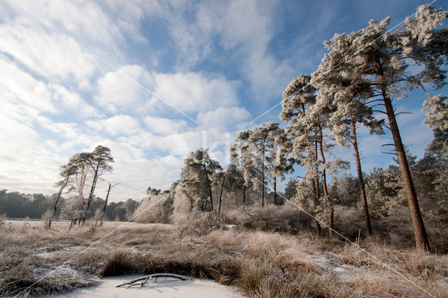 Boswachterij Ommen