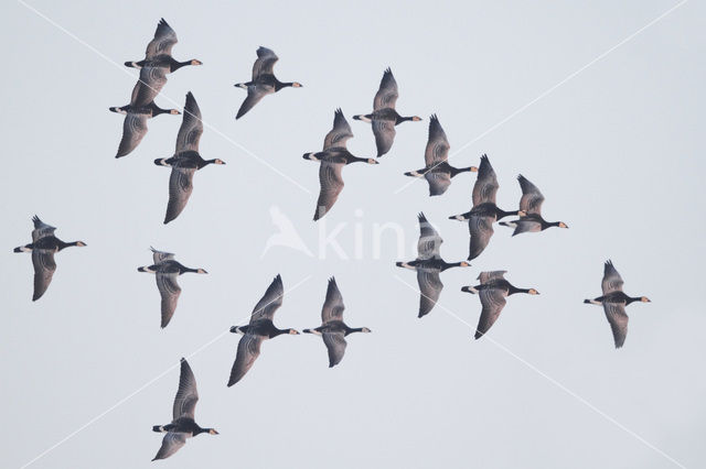 Brandgans (Branta leucopsis)