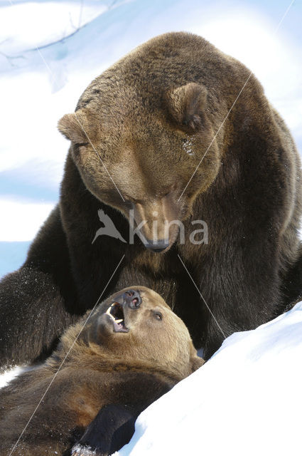 Brown Bear (Ursus arctos)