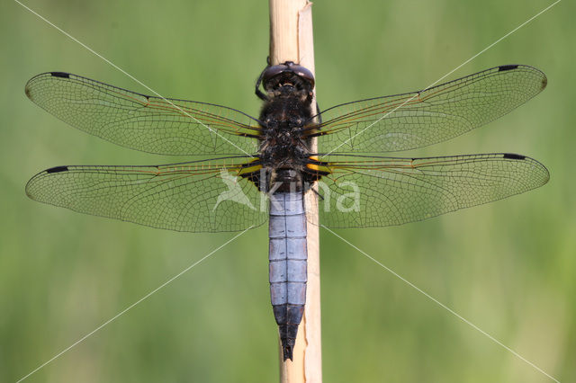 Bruine korenbout (Libellula fulva)