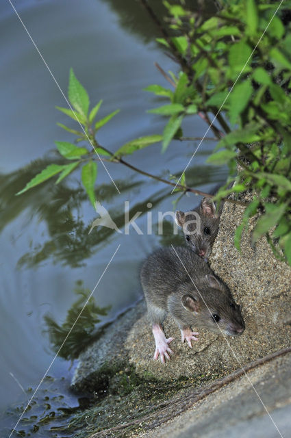 Bruine rat (Rattus norvegicus)