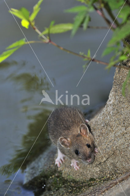 Bruine rat (Rattus norvegicus)